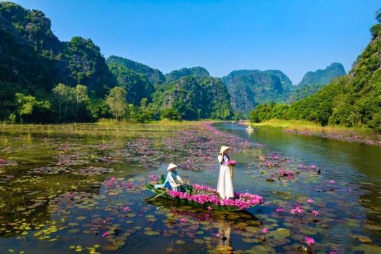 Ninh Binh Water Lily Season: A Peaceful Escape Amid Vibrant Lotus and Water Lily Fields